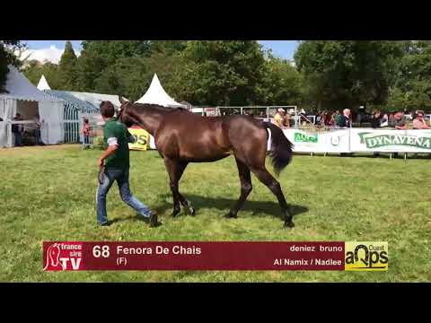 Show AQPS Lion 2017 : Lot 68 - Fenora De Chais