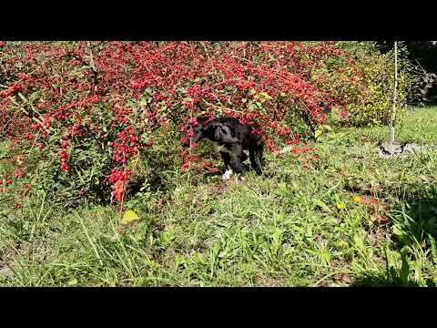 2022-09-03 Szczurek cz.1