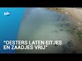 Klaarkomende oesters verkleuren haven Texel