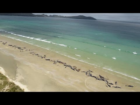 145 pilot whales stranded on remote New Zealand beach die