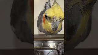 Download lagu I think this was important #konacam #parrotlife #cockatiel #funnybirds #bird #talkingparot mp3 Download lagu I think this was important #konacam #parrotlife #cockatiel #funnybirds #bird #talkingparot mp3