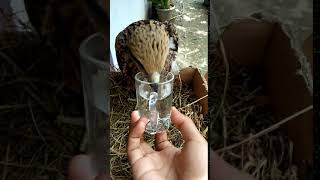 Download lagu Elang BK (Black Kite) Belajar Minum di Gelas mp3 Download lagu Elang BK (Black Kite) Belajar Minum di Gelas mp3