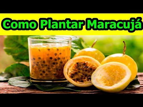 How to Plant Passion Fruit from Seeds Quickly and Easily