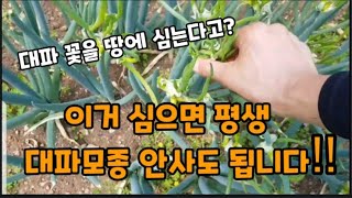 (삼동대파) 이거를! 한번만 심으면 평생! 대파 모종 안사도 됩니다!! #삼동대파 #층층파 #삼층파 #무한리…