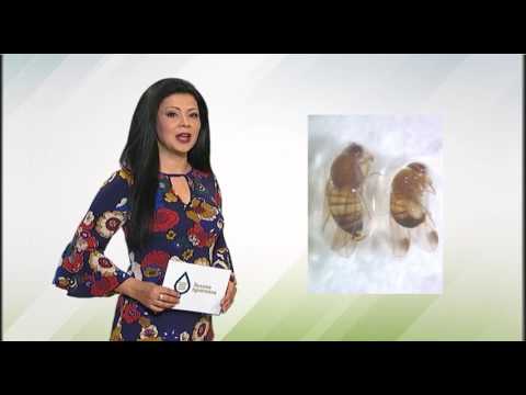 Zelena prognoza, 5.4.2017. - O azijskoj voćnoj mušici