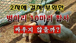 [텃밭농부 2,261]  2차에 걸쳐 부화했든 병아리 10마리. 드디어 합사. 싸우지 않을려나? #닭키우기