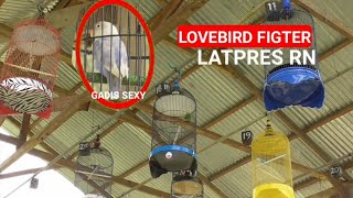 Download lagu Lovebird Fighter Gadis sexy raih (1,1) di latpres Ronggolawe KALTARA || andalan bos sakila. mp3 Download lagu Lovebird Fighter Gadis sexy raih (1,1) di latpres Ronggolawe KALTARA || andalan bos sakila. mp3