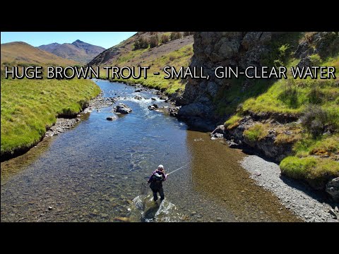Huge Brown Trout in Gin-Clear Water - Fly Fishing Dry Flies for Browns in PRIME Summer Conditions