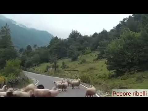 Pecore ribelli - Un atteggiamento da non imitare