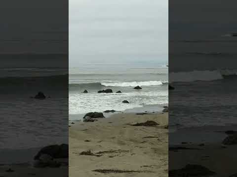 Piedras blancas elephant seal rookery