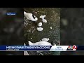 Swans That Disappeared At Lake Eola Were Taken By Raccoons