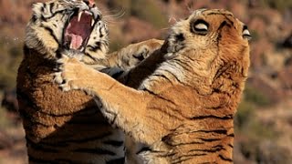 Tiger fight between two male tigers at Tiger Canyons. Help the tiger. Share our post!