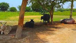 preview picture of video 'Tour of Punjab Village | Rural Life In Pakistan |Part 05'