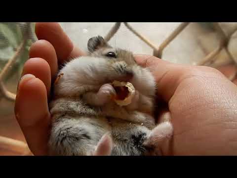 ARCTIC CHONK - HAMSTER SMASHED FACE (RODENTS UNITED)
