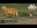 Amboseli Lioness And Cubs Zebra Plains Safari