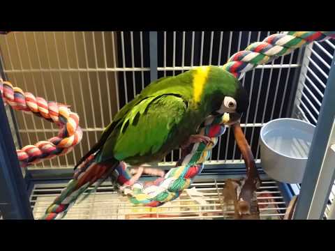Dexter the brat bird