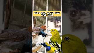 Download lagu suara pikat burung kutilang tarung, ampuh buat mikat segala jenis burung kebun ‼️#suarapikatburung mp3