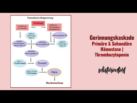 Coagulation cascade simply explained! Understanding primary & secondary hemostasis - Factors and ...