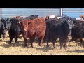 Dog River Ranch - 625# Steers - 42 Head (Corning, SK) VBP+