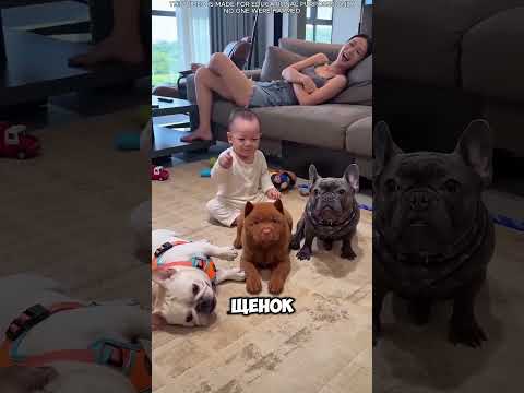 🐶😂 Два щенка притворились, что потеряли сознание… Это слишком смешно! 😱🤣. #short