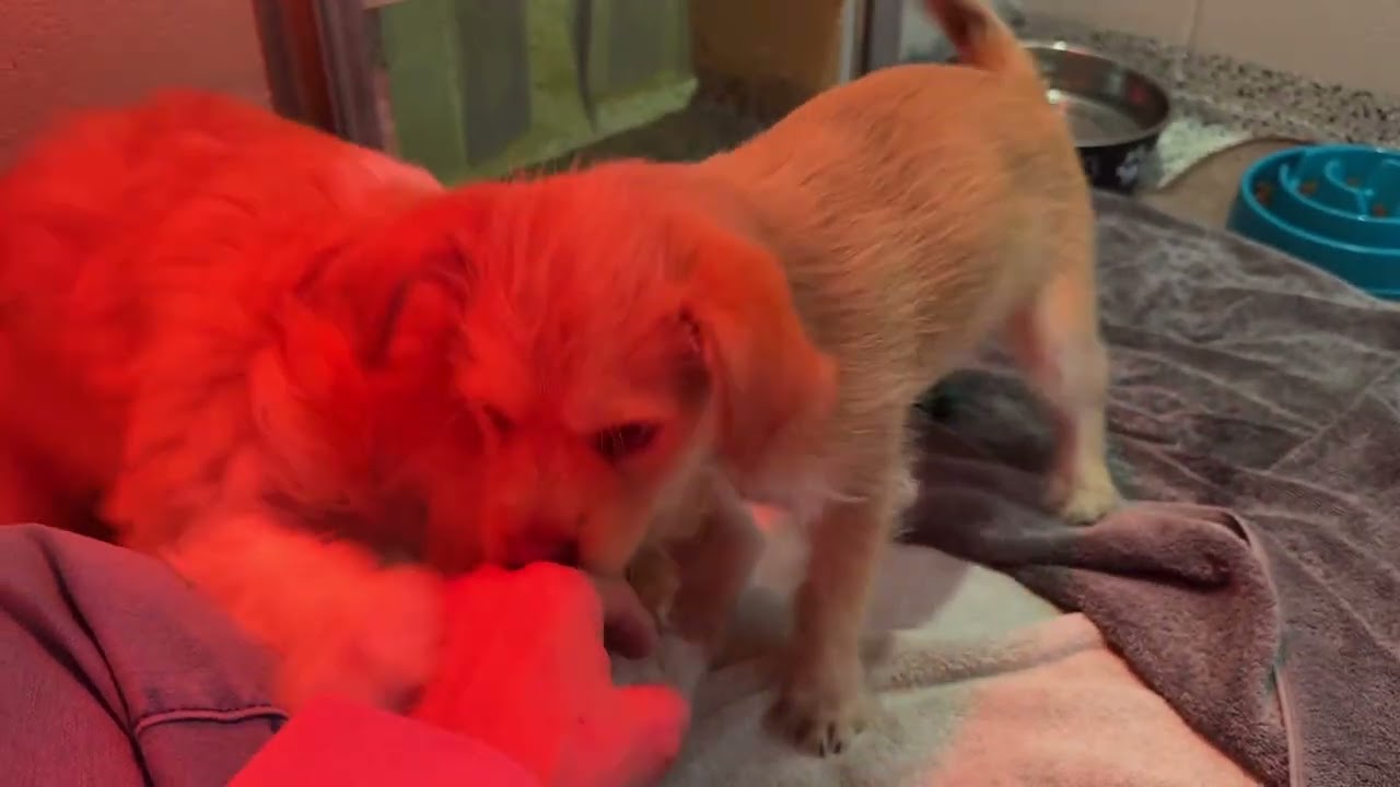 Waffle — The Cutest Little Stuffed Animal Come to Life, a Adoptable mixed breed in St Augustine, FL video 6/6