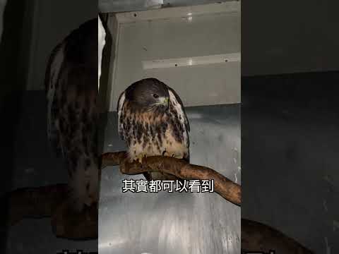 鳥養