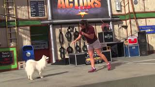 Universal's Animal Actors 2015 - Universal Studios Hollywood - November 8, 2015