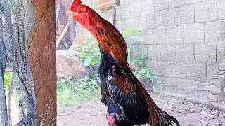 Download lagu SUARA KOKOK AYAM BANGKOK JAWARA,. PANCINGAN AYAM BIAR BERKOKOK | ROOSTERS CROWING mp3
