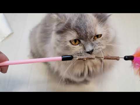 [Petz Route] Matatabi KashaKasha Cat toy