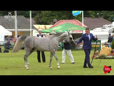 N.205 PIRENO - Strohen 2019 C European - 2 year old Colts (Class 7)