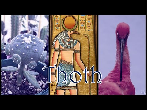 📜 THOTH, il Protettore degli Scribi d'Egitto📜