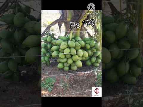 HYBRID coconut plant in low price
