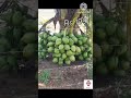 HYBRID Coconut Plant In Low Price