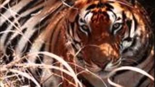 B. T. EXPRESS.. EYES