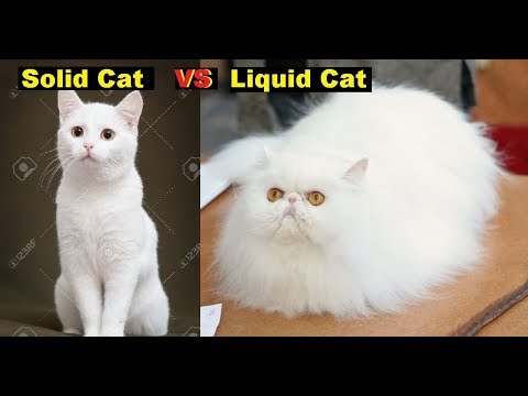Solid Cat VS Liquid Cat