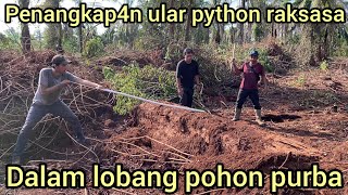 Download lagu MENDEBARK4N PENANGKAP4N ULAR PYTHON RAKSASA DARI LOBANG BATANG POHON TUMB4NG PURBA DI KEBUN SAWIT mp3