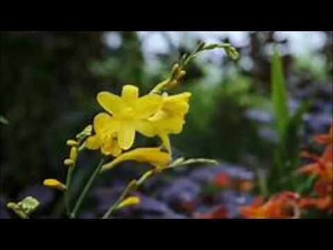 " N'CI PO' STA' " - Musica di VINCENZO COCCIONE - Testo di CAMILLO COCCIONE