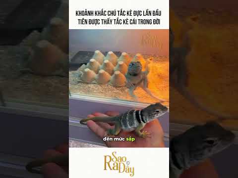 KHOẢNH KHẮC CHÚ TẮC KÈ ĐỰC LẦN ĐẦU  TIÊN ĐƯỢC THẤY TẮC KÈ CÁI TRONG ĐỜI