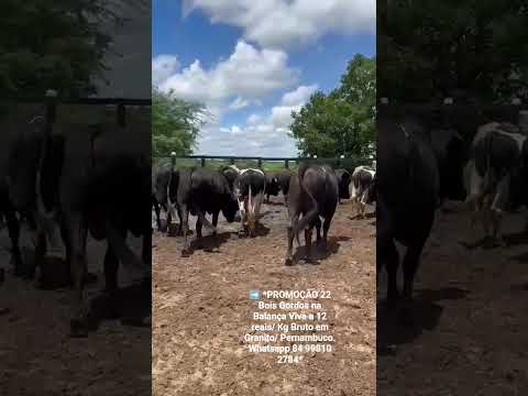 22 Bois Gordos na Balança Viva a 12 reais/ Kg Bruto em Granito/ Pernambuco. ZAP 84 99810 2784*#gado