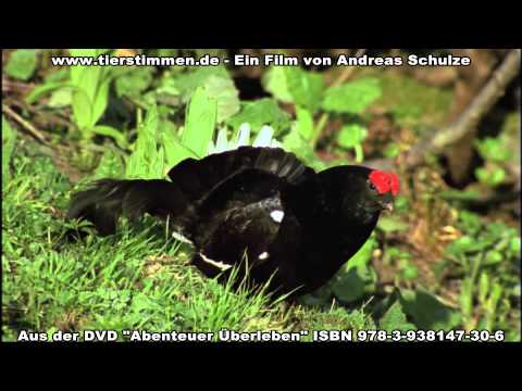 Birkhahn kullert und zischt während Brautschau