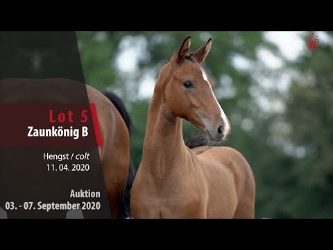 Online-Auktion v. 03. - 07.09.2020 Lot 5 Zaunkönig B Hengst v. Zoom - Lissaro