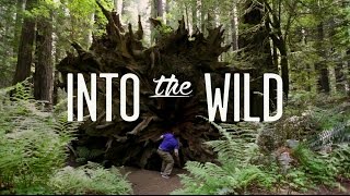 Into The Wild  - Redwood National Forest
