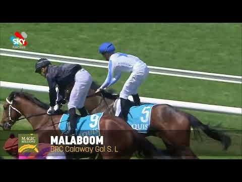 Lot 596 - Malaboom - Magic Millions National Broodmare Sale