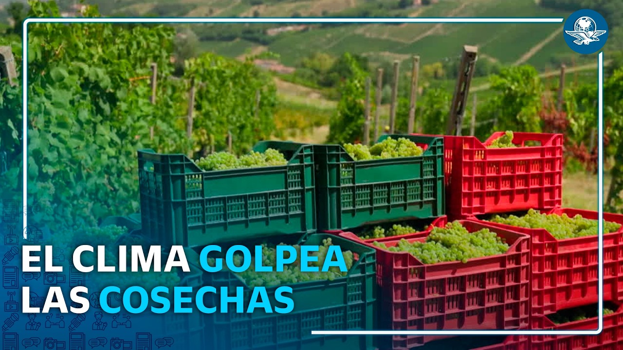 Calor extremo golpea viñedos de Italia, Francia y España