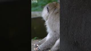 Download lagu The sound of a monkey calling for food #shorts #monkey mp3 Download lagu The sound of a monkey calling for food #shorts #monkey mp3