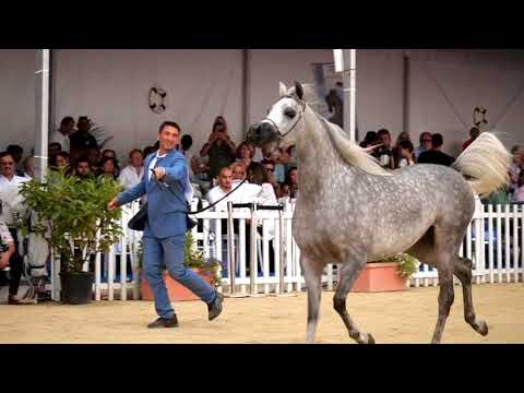 Arabian Horse Magazine -D Ajayeb _ Gold Champion Junior Fillies _ Menton 2018
