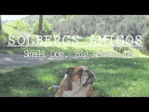 Solbergs Amigos  - Small Dog Big Adventure