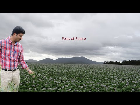 , title : 'Lecture Hort Pests 4 Pests of Potato