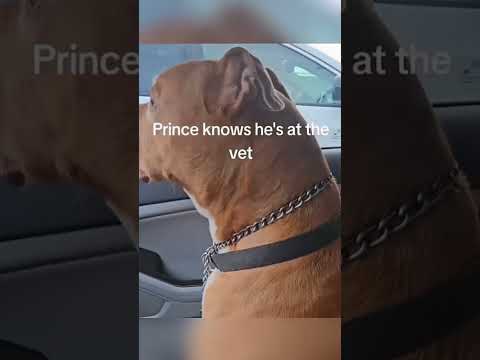 Funny and cute dogs compilation#funnydogs#cute#doglover#doglife#cure#dogshorts#pet#doglife#dogshorts