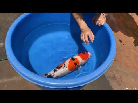 Kodama Showcase Vol. 12: Marudo Taisho Sanke